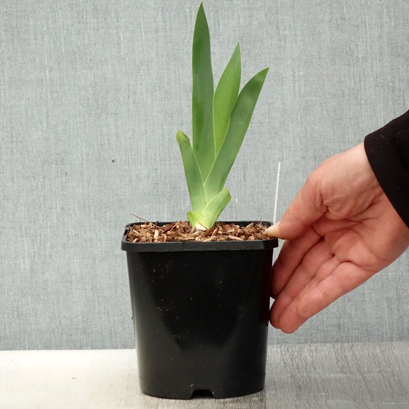 Iris germanica Harbor Blue - Bearded Iris 1.5L/2L pot sample as delivered in spring