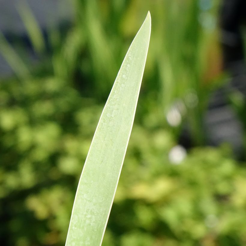 Iris germanica Hello Darling (Foliage)