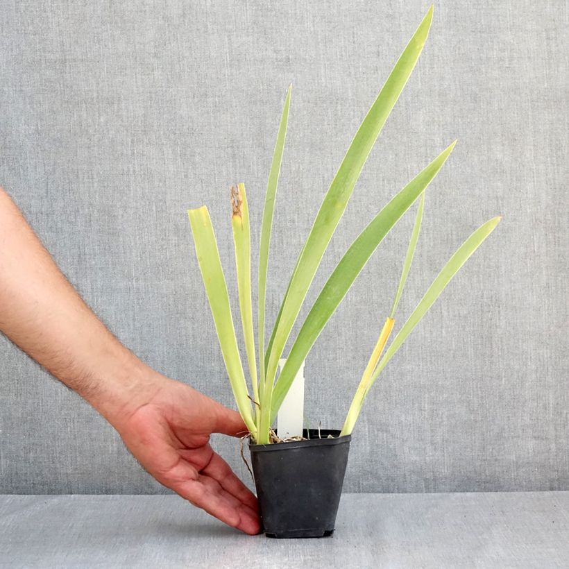 Iris germanica Hello Darling 8/9 cm pot sample as delivered in summer