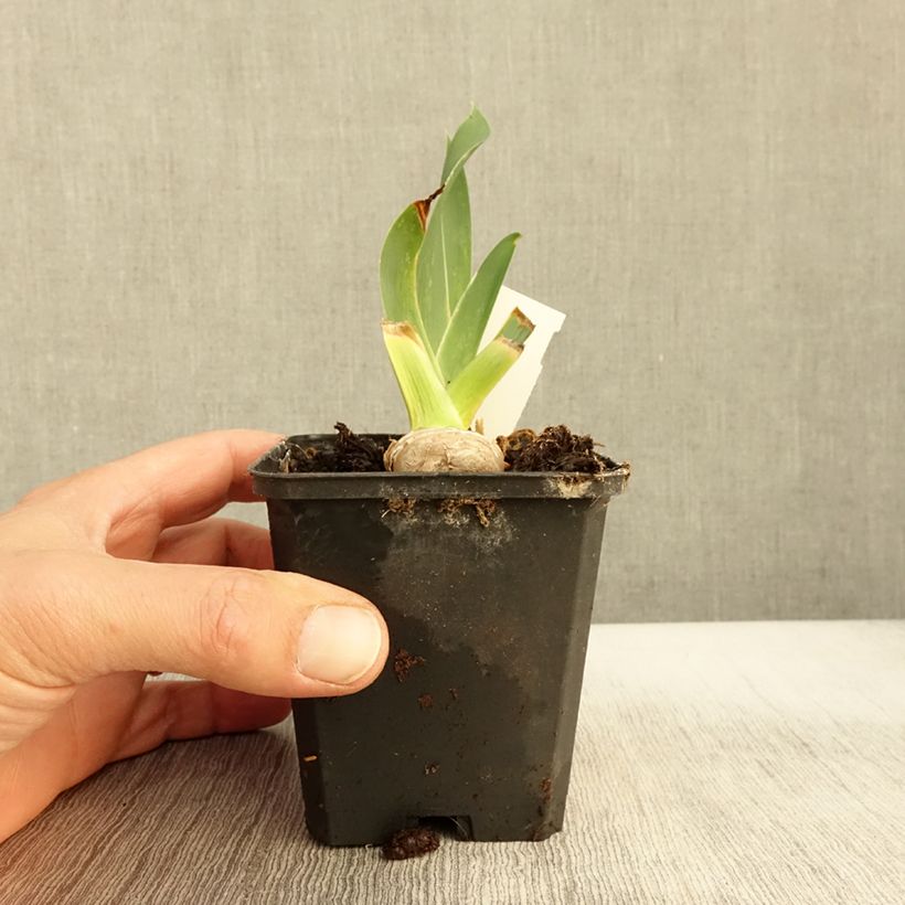 Iris germanica High Stakes - Bearded Iris 8/9 cm pot sample as delivered in autumn