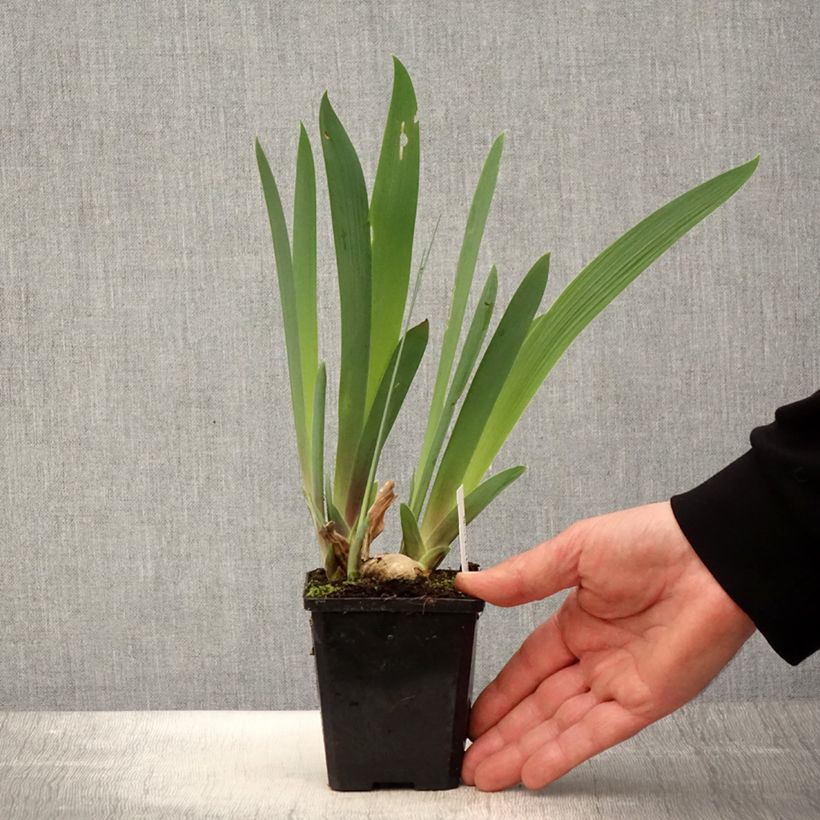 Iris germanica Honky Tonk Blues - Iris des Jardins - Rhizome ou godet sample as delivered in spring