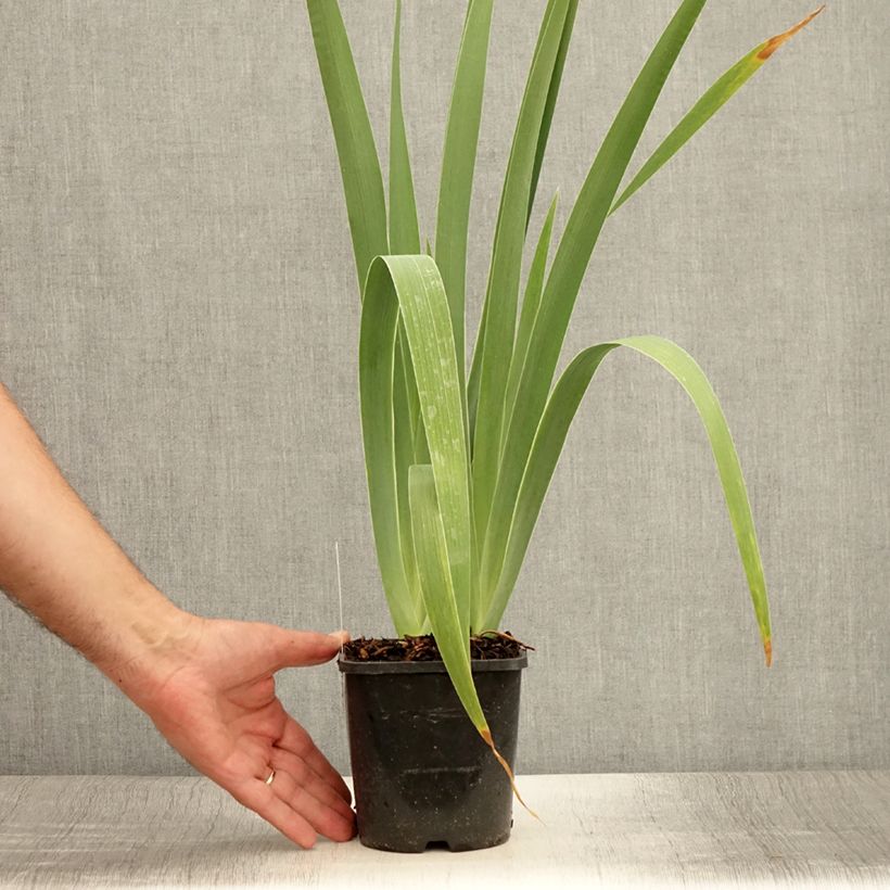 Iris germanica Immortality - Bearded Iris 1.5L/2L pot sample as delivered in summer