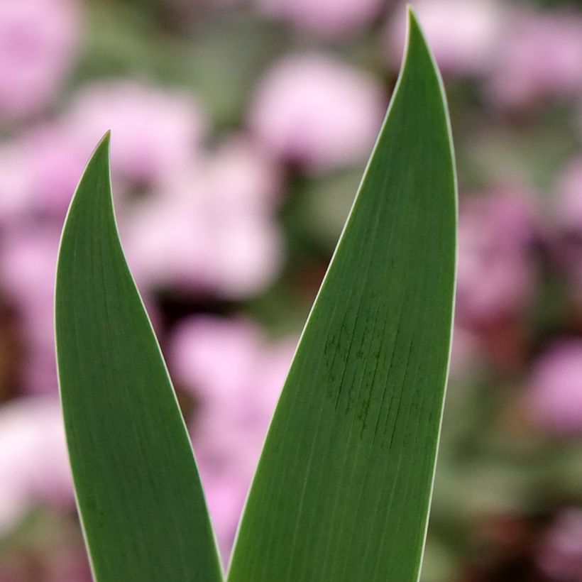 Iris germanica Inferno - Bearded Iris (Foliage)
