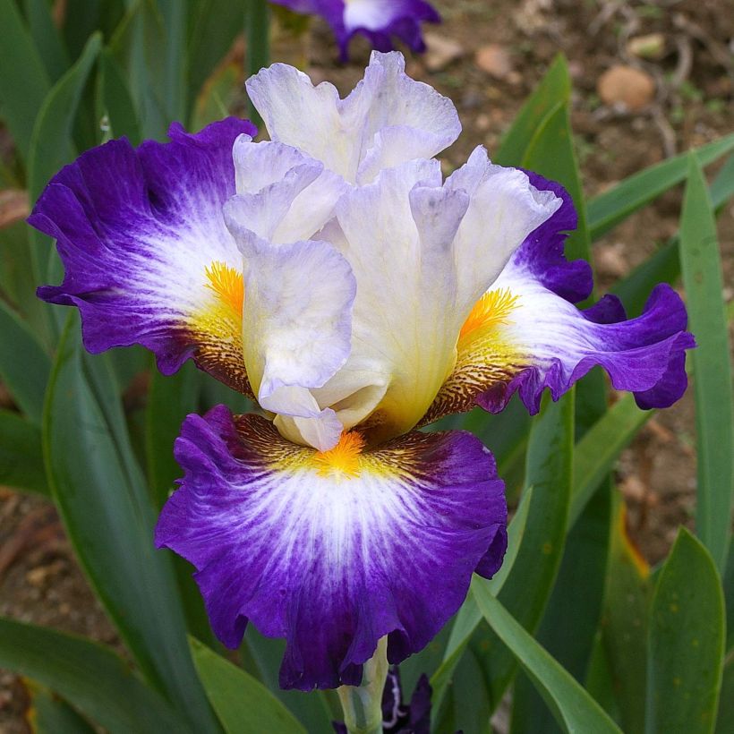 Iris germanica Irisades (Flowering)
