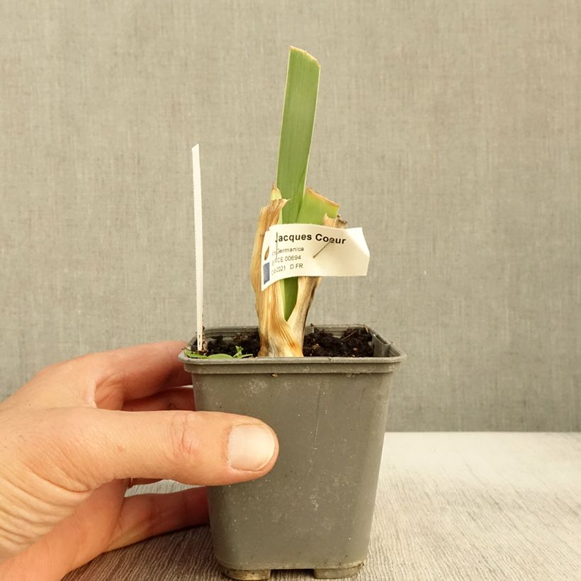 Iris germanica Jacques Coeur 8/9 cm pot sample as delivered in autumn