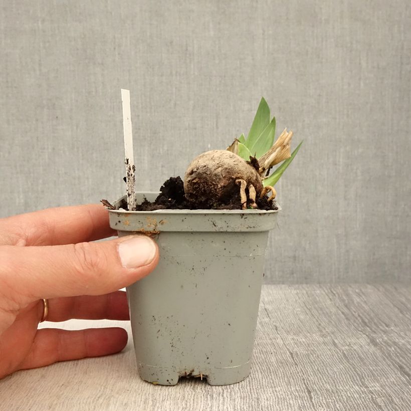 Iris germanica Jazz Festival - Iris des jardins Rhizome ou godet sample as delivered in spring