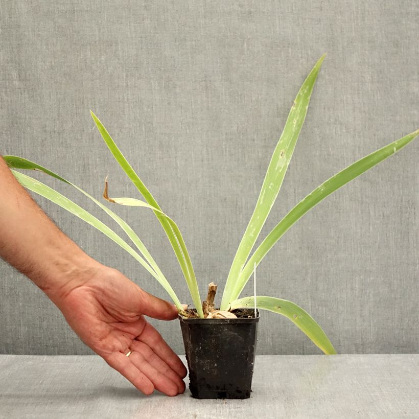 Iris germanica Je Vole 8/9 cm pot sample as delivered in summer