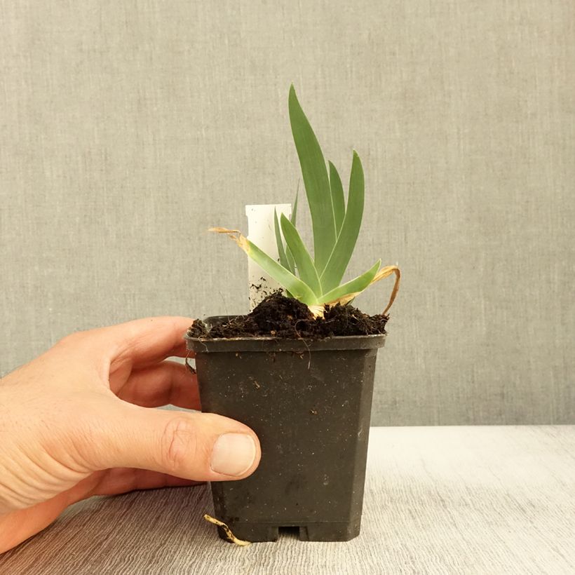 Iris germanica Jus de Pomme 8/9 cm pot sample as delivered in autumn