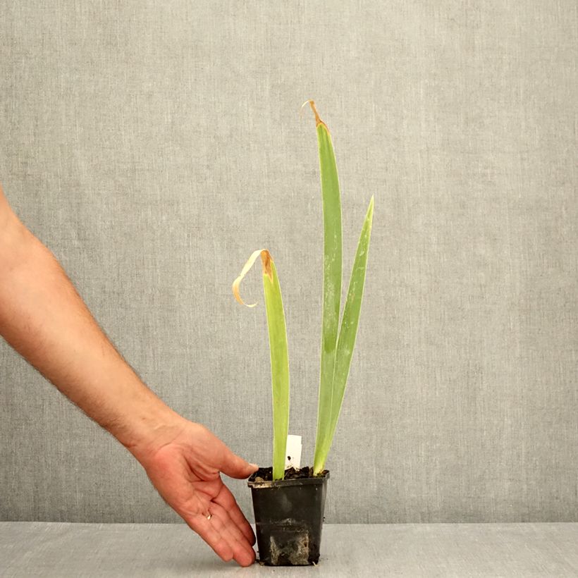 Iris Lemon Bubbly - Bearded iris 8/9 cm pot sample as delivered in summer