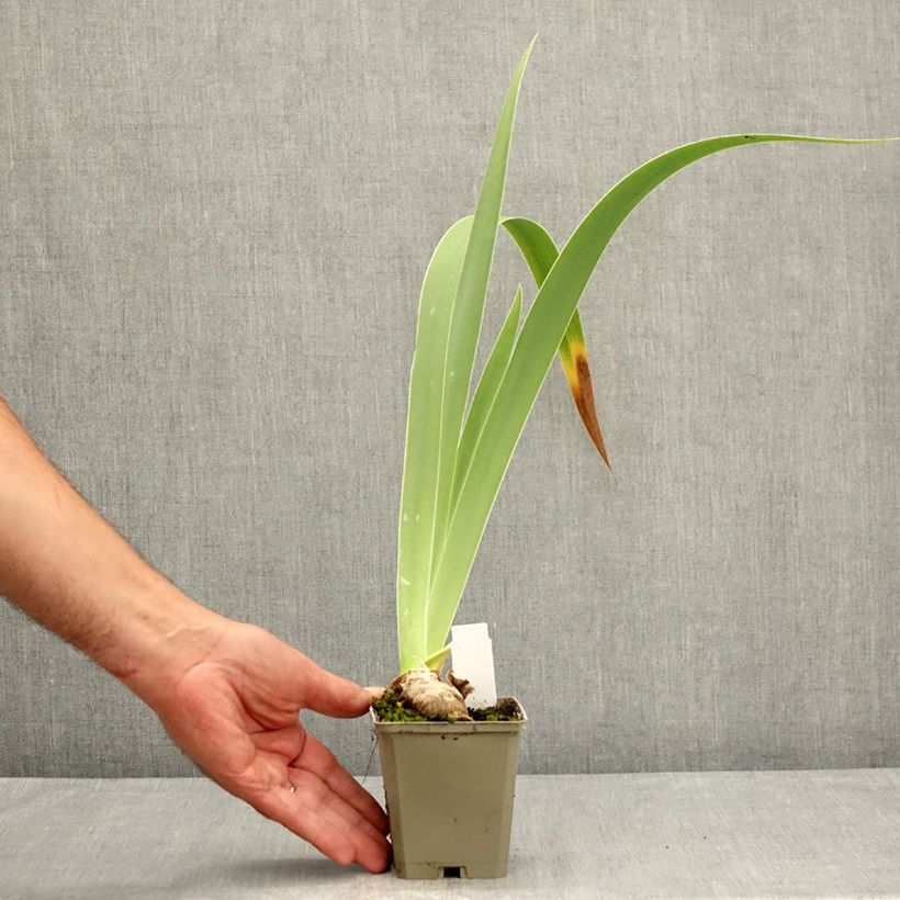 Iris Leonin - Bearded iris 8/9 cm pot sample as delivered in summer