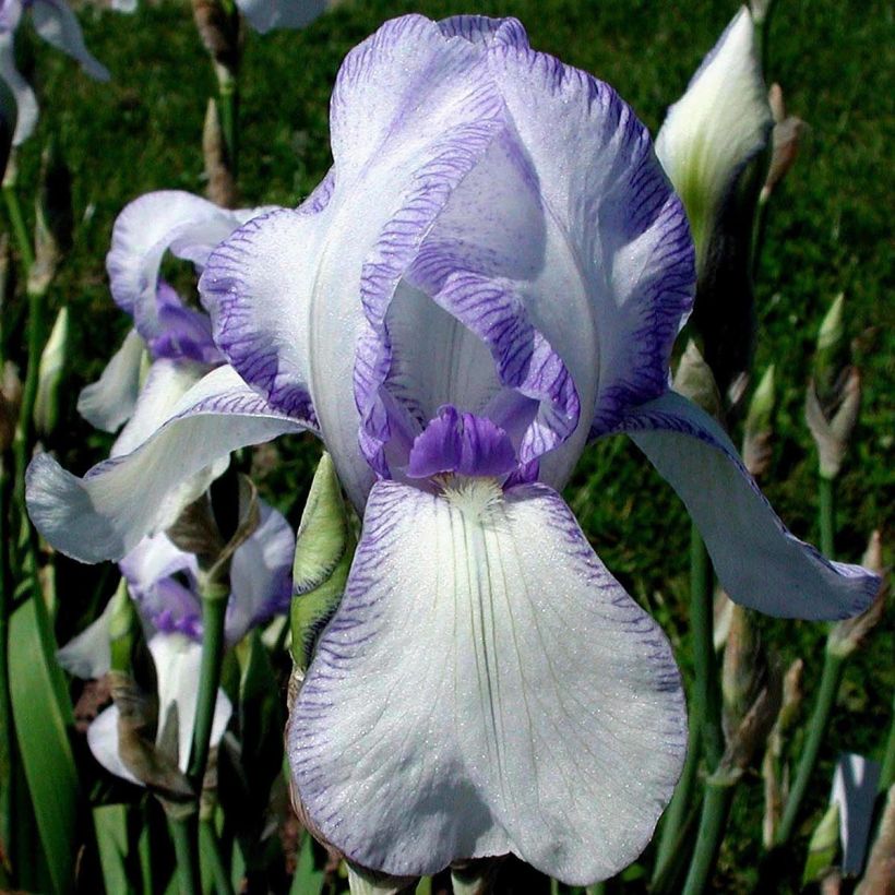 Iris germanica Ma Mie - Bearded Iris (Flowering)