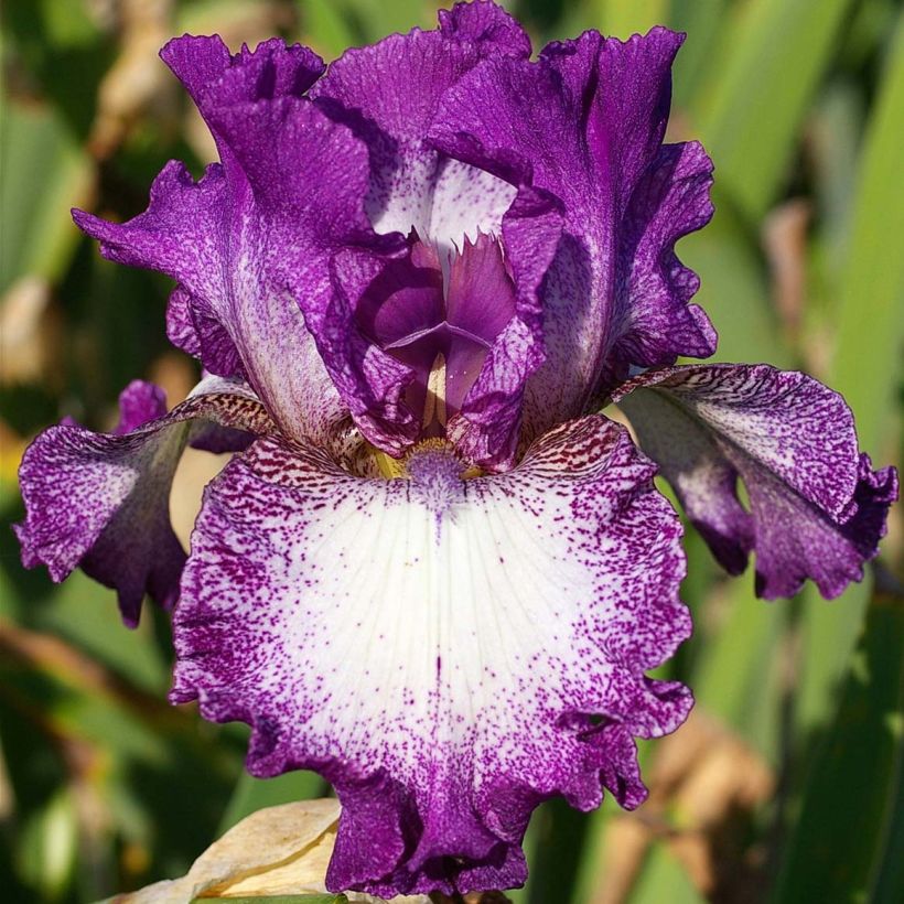 Iris germanica Mariposa Autumn (Flowering)