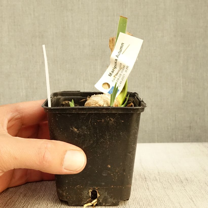 Iris germanica Mariposa Autumn 8/9 cm pot sample as delivered in autumn