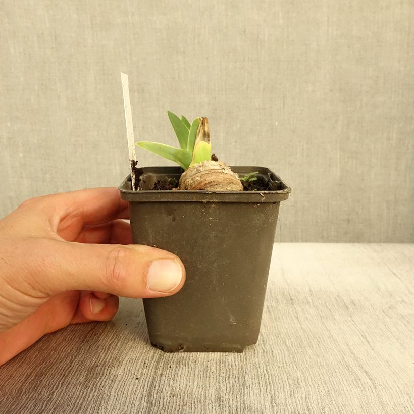 Iris germanica Master Plan 8/9 cm pot sample as delivered in autumn