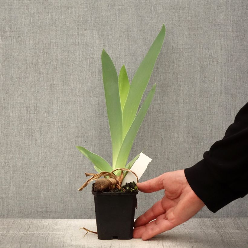 Iris germanica Mer du Sud - Bearded Iris 8/9 cm pot sample as delivered in spring