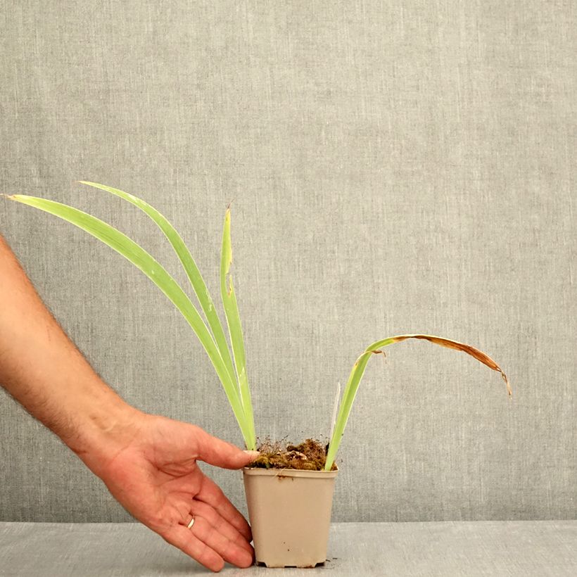 Iris Modern Woman - Bearded Iris 8/9 cm pot sample as delivered in summer