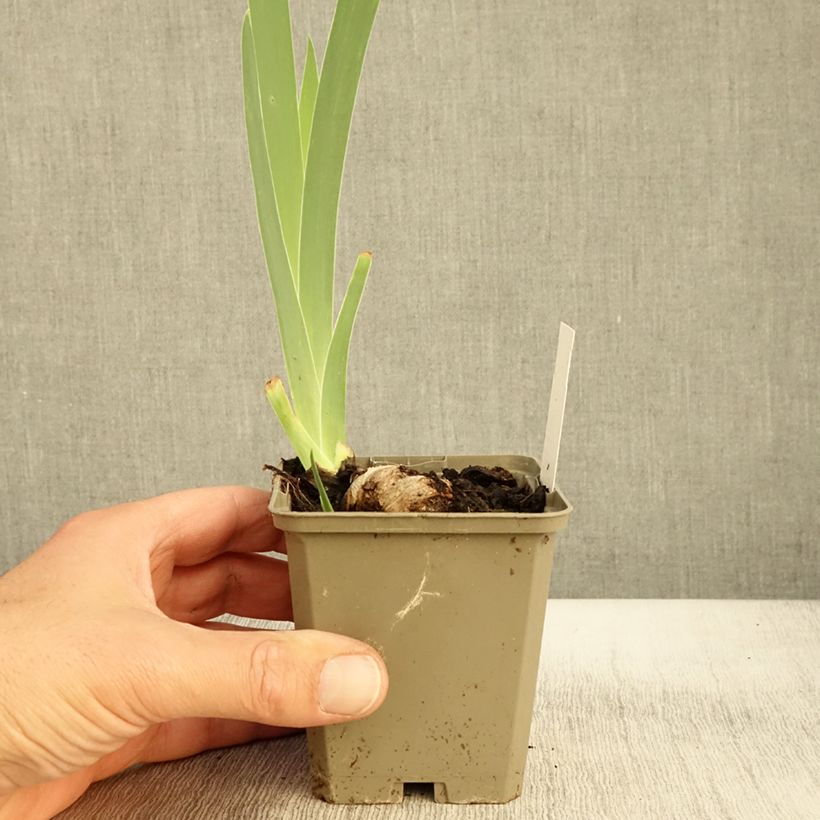 Iris Morning Mail - Bearded Iris 8/9 cm pot sample as delivered in autumn
