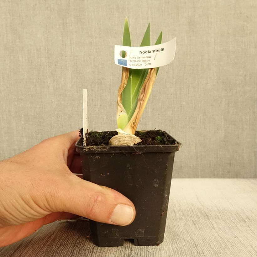 Iris Noctambule - Tall Bearded Iris 8/9 cm pot sample as delivered in autumn