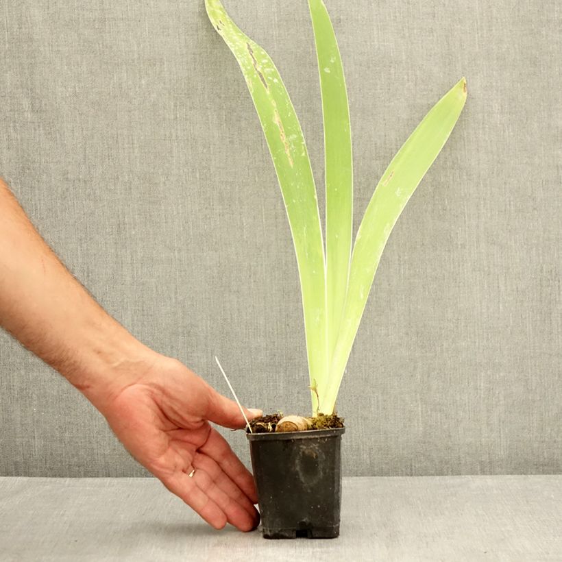 Iris Oh! Susannah - Tall Bearded Iris 8/9 cm pot sample as delivered in summer