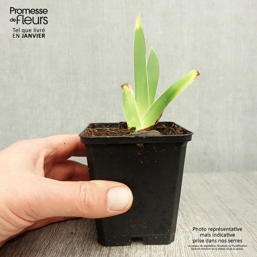 Iris On En Rêve - Bearded Iris Bare-root rhizome, size 10/15, premium quality sample as delivered in winter