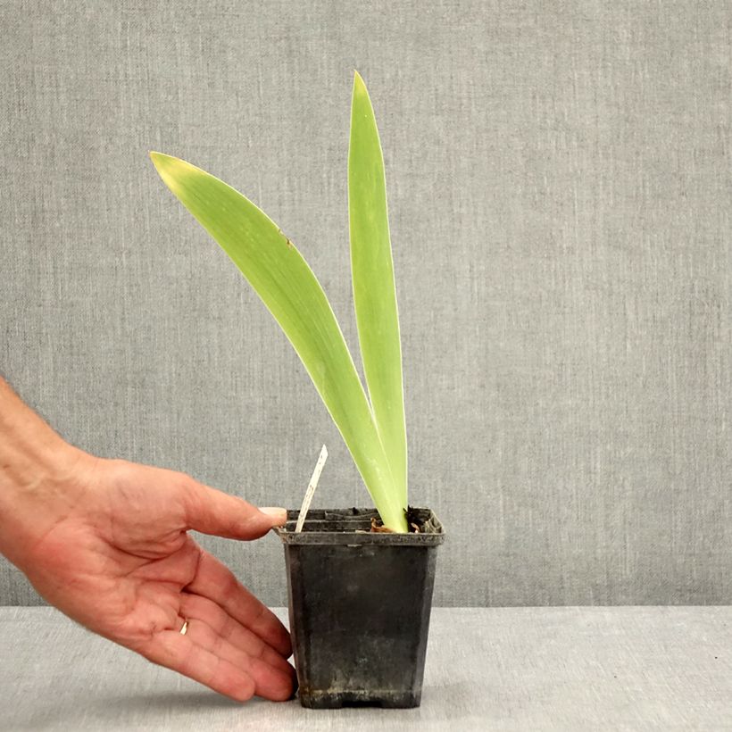 Iris Pastel Printanier - Tall Bearded Iris 8/9 cm pot sample as delivered in summer