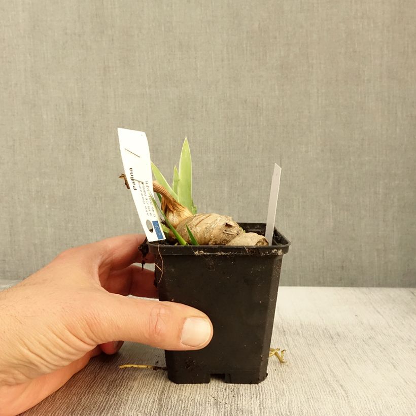 Iris Patina - Tall Bearded Iris 8/9 cm pot sample as delivered in autumn