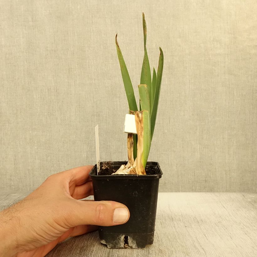 Iris Plaisantin - Tall Bearded Iris 8/9 cm pot sample as delivered in autumn