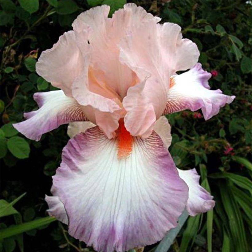 Iris Poésie - Tall Bearded Iris (Flowering)