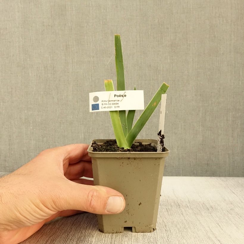 Iris Poésie - Tall Bearded Iris Bare-root rhizome, size 10/15, premium quality sample as delivered in autumn