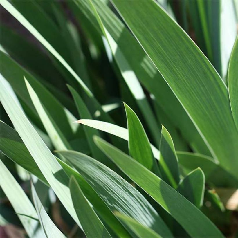 Iris Provençal - Tall Bearded Iris (Foliage)