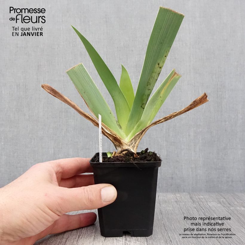 Iris Qualified - Tall Bearded Iris 8/9 cm pot sample as delivered in winter