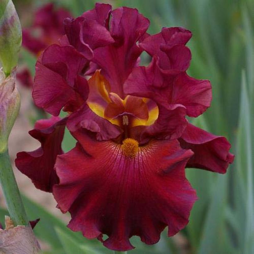 Iris Rip City - Bearded Iris (Flowering)