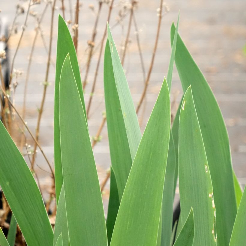 Iris Rouge de Plaisir - Bearded Iris (Foliage)