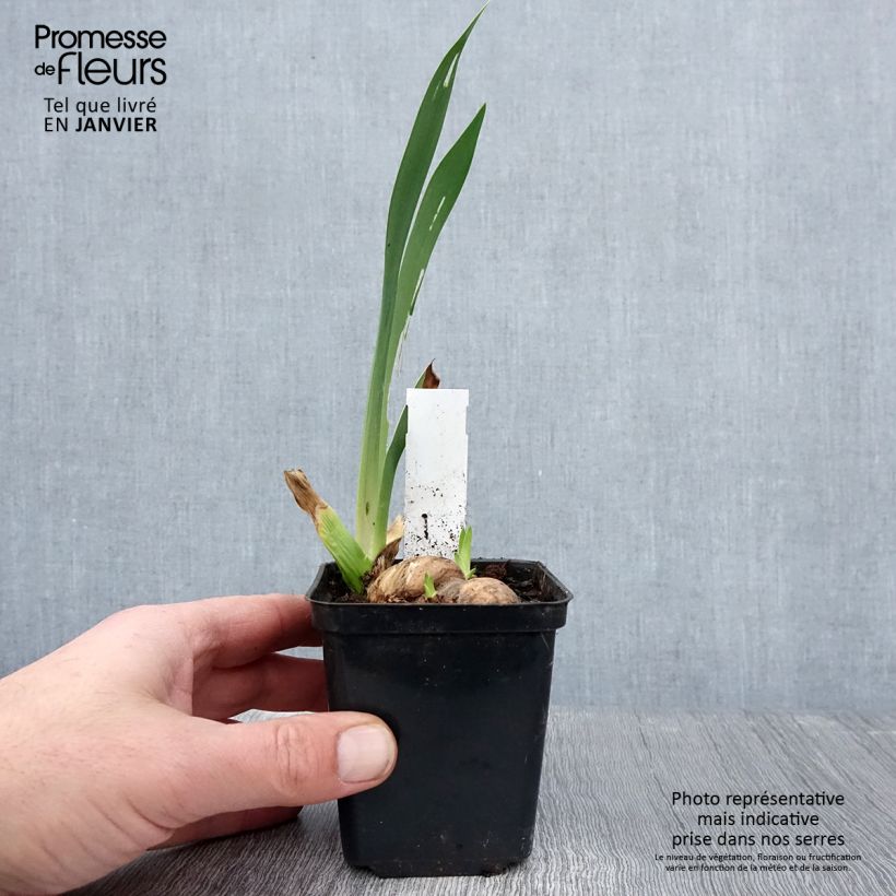Iris Rouge de Plaisir - Bearded Iris Bare-root rhizome, size 10/15, premium quality sample as delivered in winter