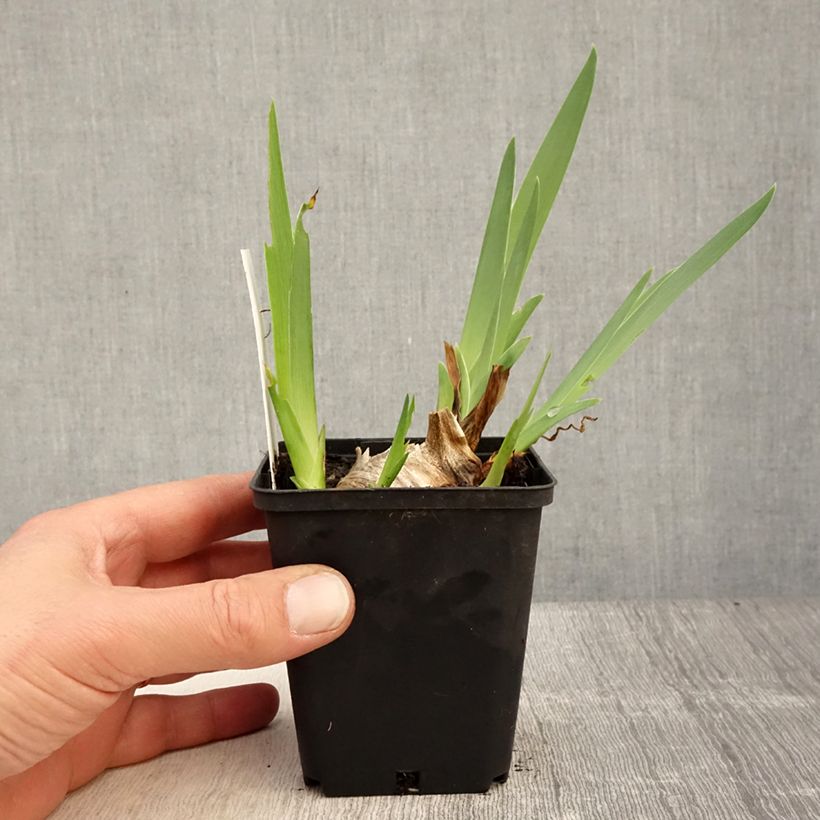 Iris Shah Jehan - Tall Bearded Iris 8/9 cm pot sample as delivered in spring