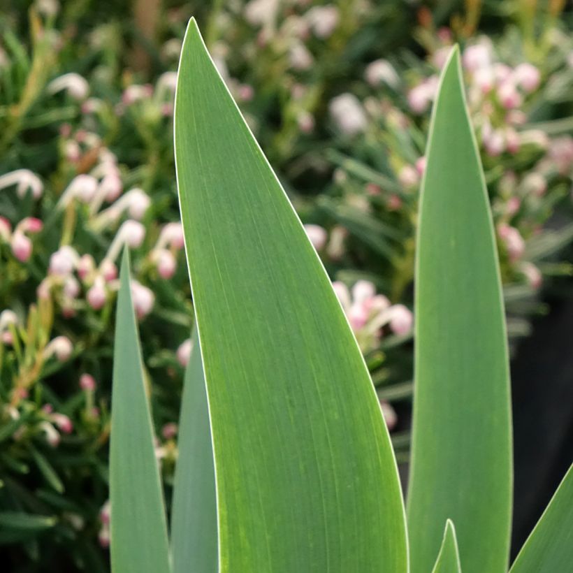 Iris Siva Siva - Tall Bearded Iris (Foliage)