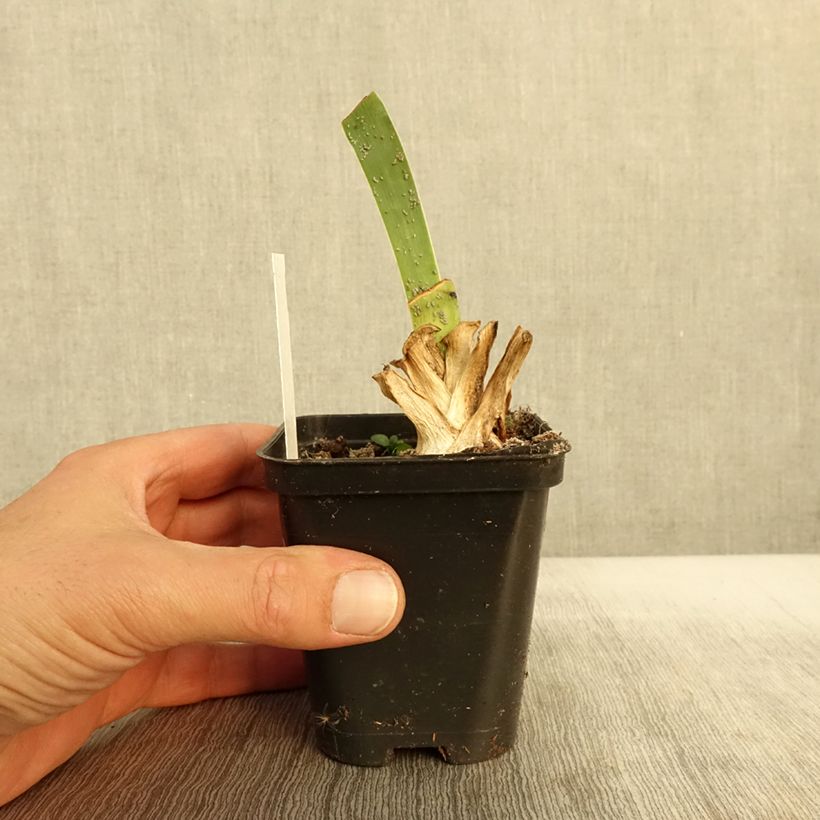 Iris Siva Siva - Tall Bearded Iris 8/9 cm pot sample as delivered in autumn