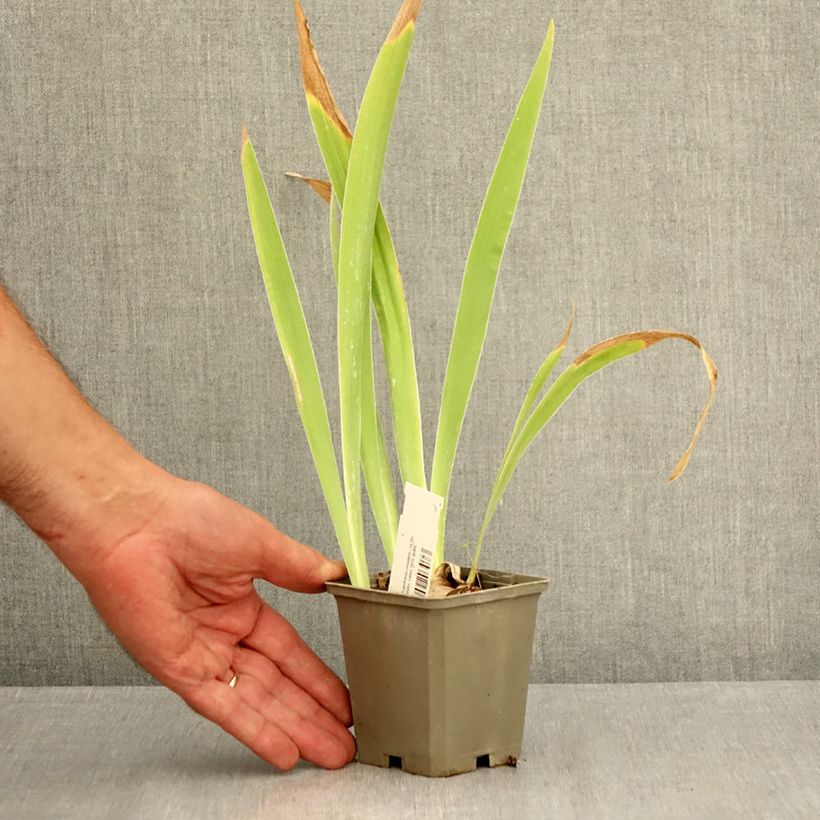 Iris Sorcellerie  - Bearded Iris 8/9 cm pot sample as delivered in summer