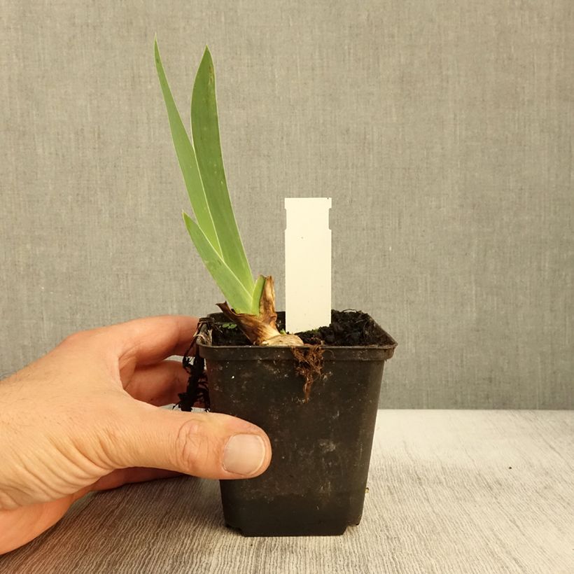 Iris Sovereign Crown - Tall Bearded Iris 8/9 cm pot sample as delivered in autumn