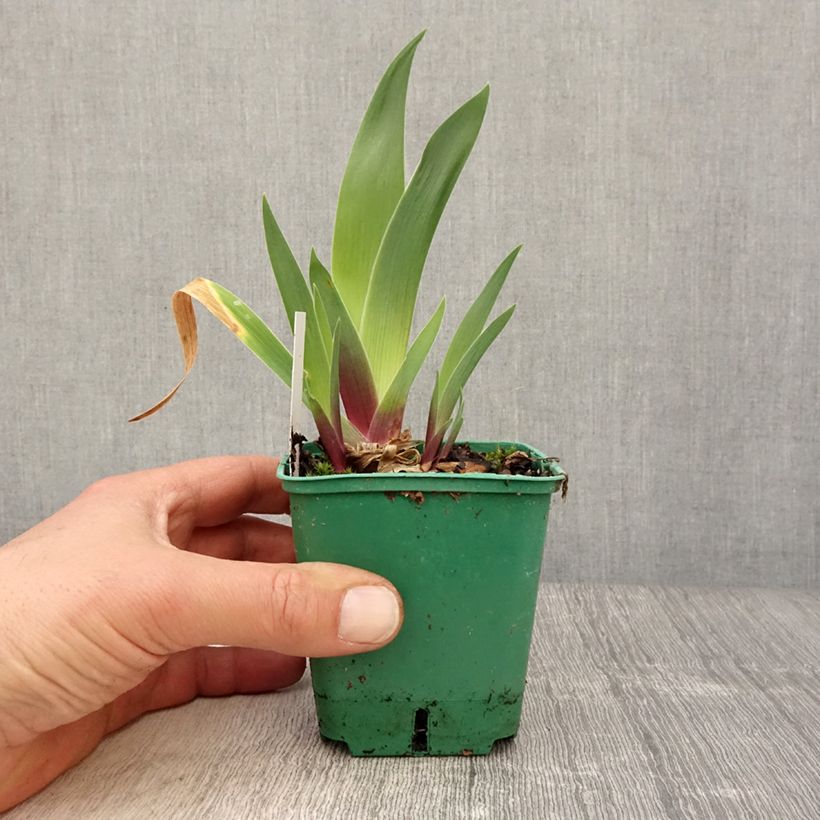 Iris germanica Stellata sample as delivered in spring