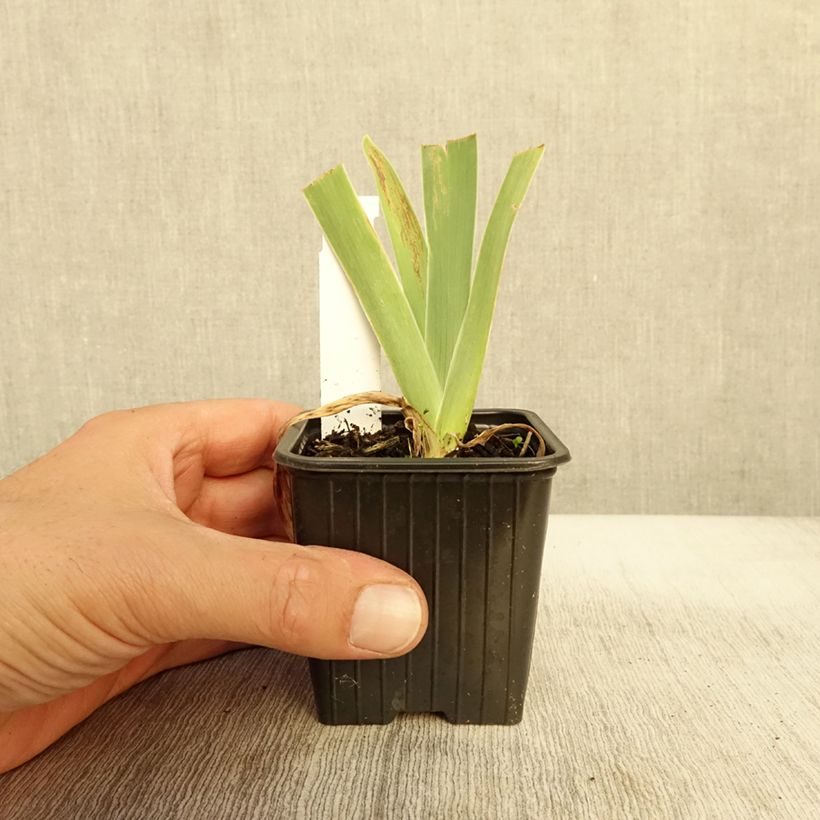 Iris Stepping Out - Tall Bearded Iris 8/9 cm pot sample as delivered in autumn