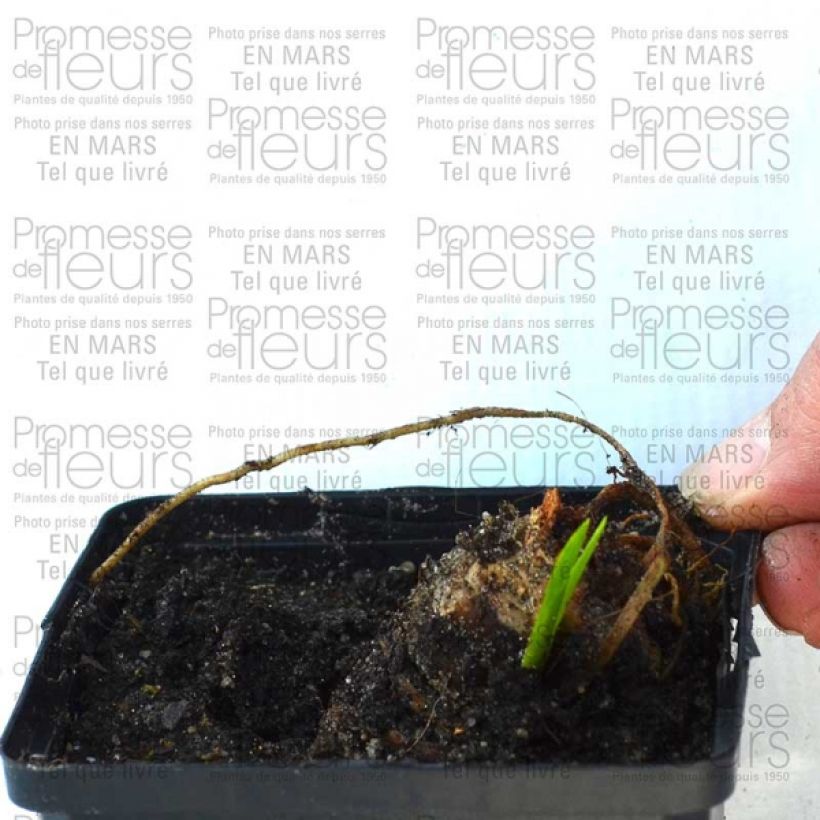 Example of Iris Striking 8/9 cm pot specimen as delivered