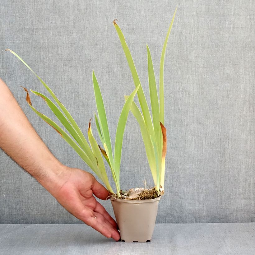 Iris Sur la plage - Tall Bearded Iris 8/9 cm pot sample as delivered in summer