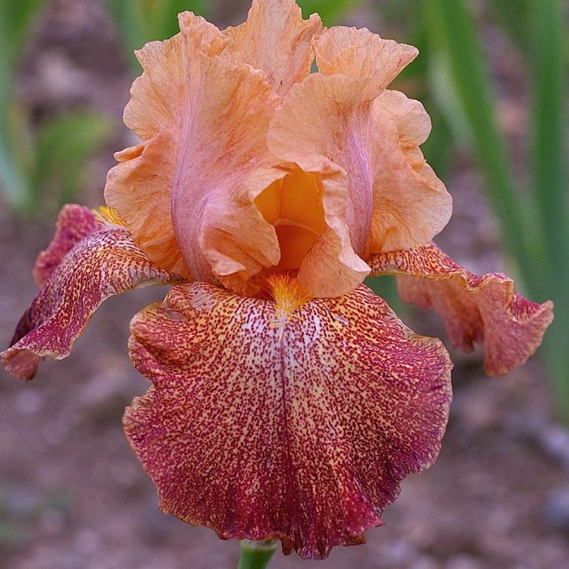 Iris Tanzanian Tangerine - Tall Bearded Iris (Flowering)