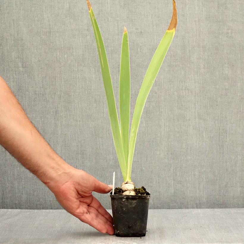 Iris Tel Arlequin - Bearded Iris 8/9 cm pot sample as delivered in summer
