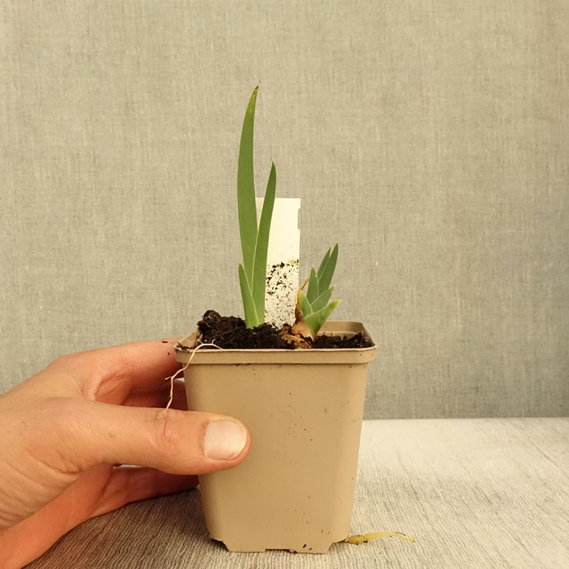Iris Thornbird - Tall Bearded Iris 8/9 cm pot sample as delivered in autumn