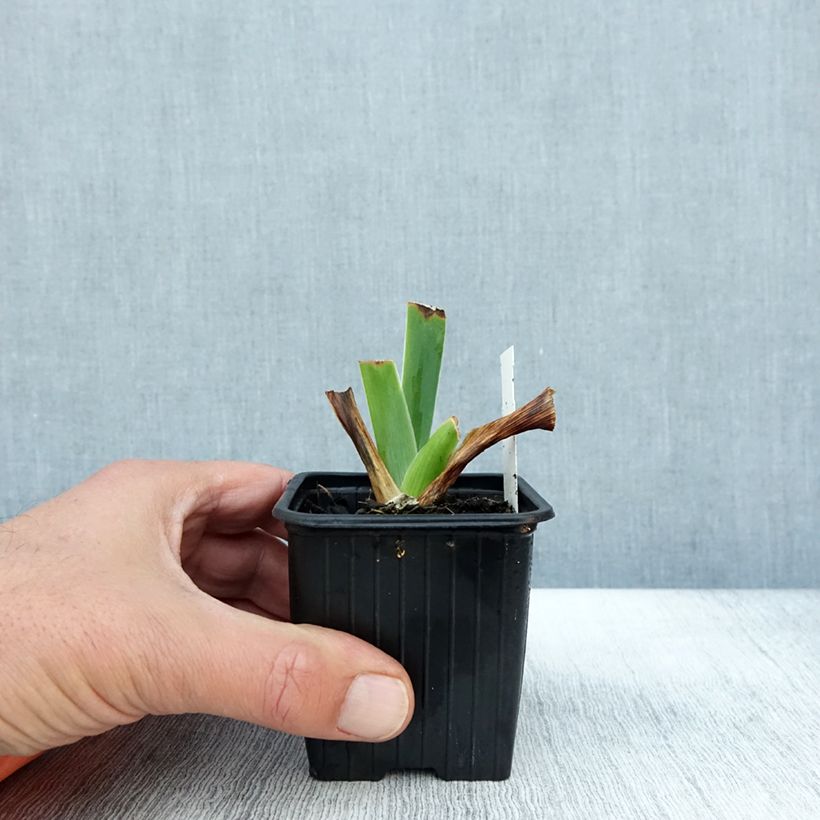 Iris Tuxedo - Bearded Iris 8/9 cm pot sample as delivered in autumn