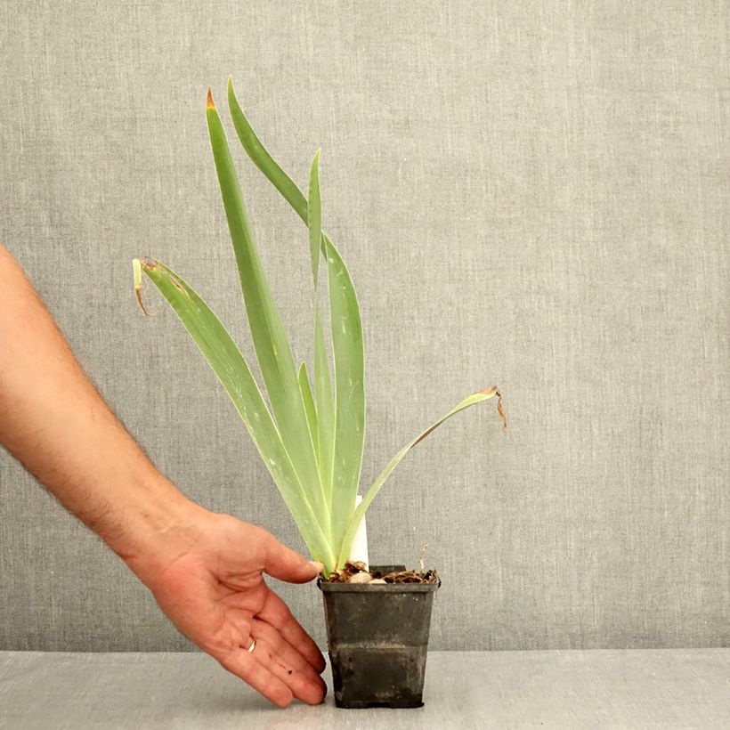 Iris Urluberlu - Tall Bearded Iris 8/9 cm pot sample as delivered in summer