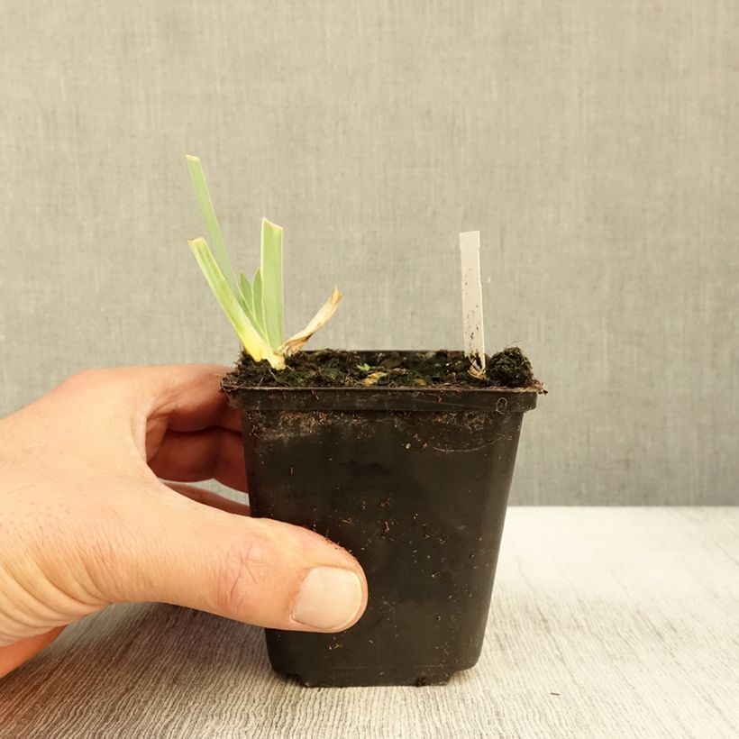 Iris Young Blood - Tall Bearded Iris 8/9 cm pot sample as delivered in autumn