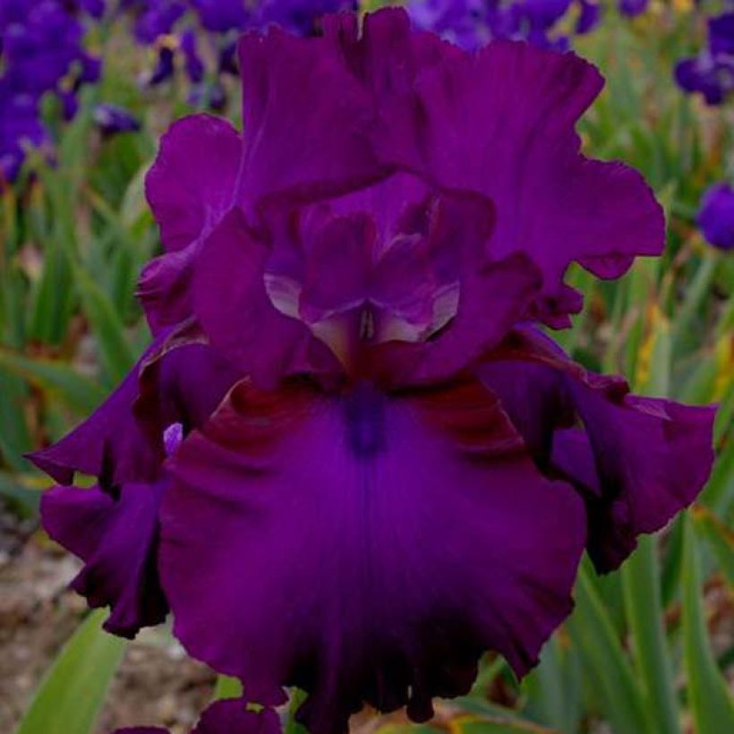 Iris germanica Gipsy Romance (Flowering)